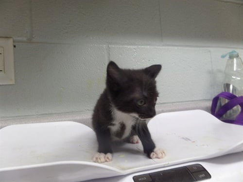 CORBEAU - Domestic Short Hair available for adoption