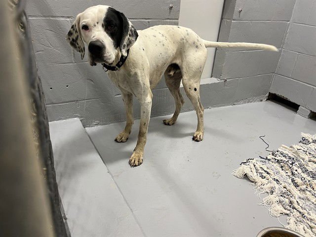 TRIGGER - Pointer available for adoption