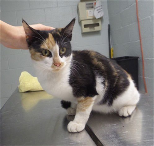 MONIQUE - Domestic Short Hair available for adoption