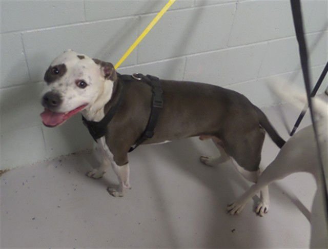 TUCK - Pit Bull Terrier for adoption in Augusta