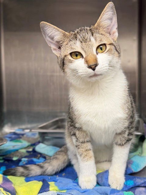 ZELDA - Domestic Short Hair available for adoption