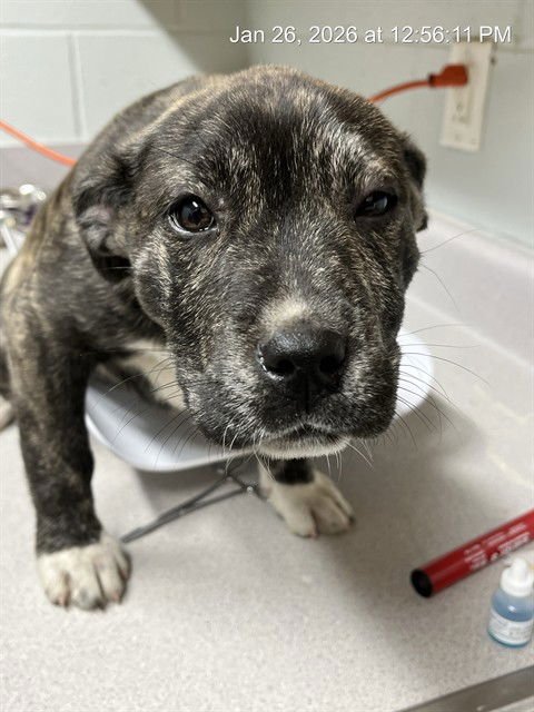 LEILANI - Pit Bull Terrier available for adoption