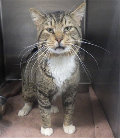 HAWK - Domestic Short Hair available for adoption