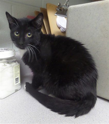 DUSTIN - Domestic Short Hair available for adoption