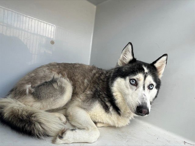 HOPE - Siberian Husky available for adoption