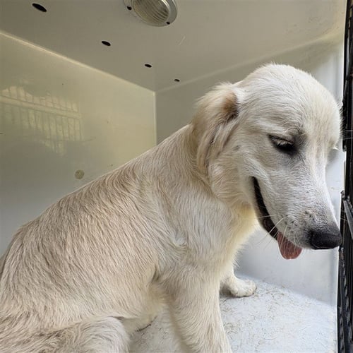 ELSA - Golden Retriever available for adoption