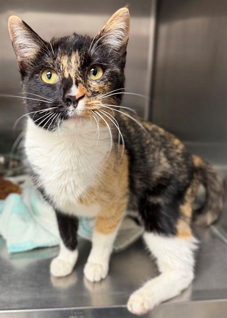 WHISKERS - Domestic Short Hair available for adoption