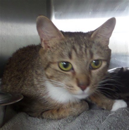 HAZEL - Domestic Short Hair available for adoption