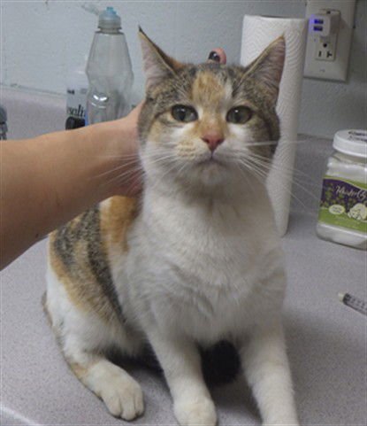 GUMDROP - Domestic Short Hair available for adoption