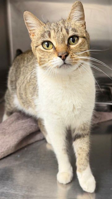 JILL - Domestic Short Hair available for adoption