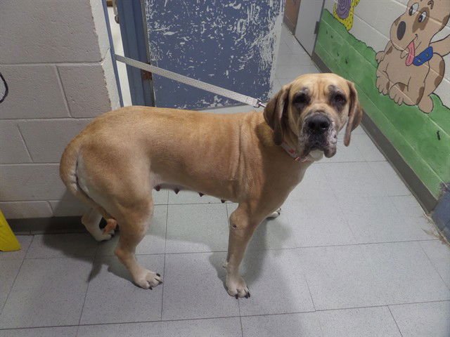 HARLEY - Great Dane / Bloodhound available for adoption