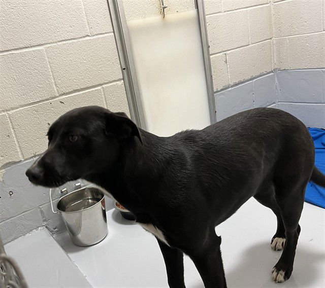 MARGE - Pit Bull Terrier available for adoption