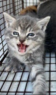 SCOTT - Domestic Short Hair available for adoption