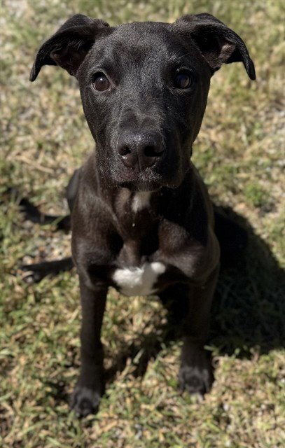 KEN - Pit Bull Terrier available for adoption