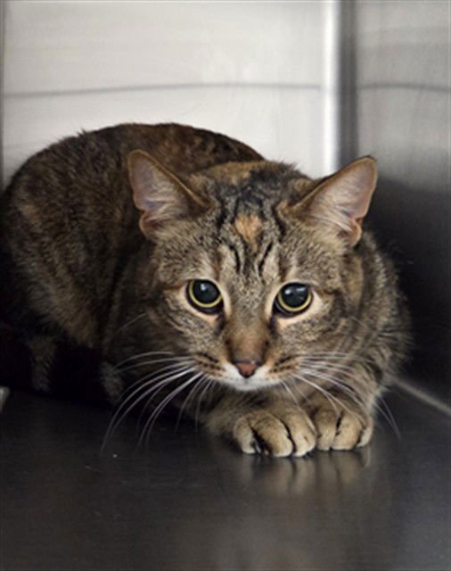 RUMI - Domestic Short Hair available for adoption