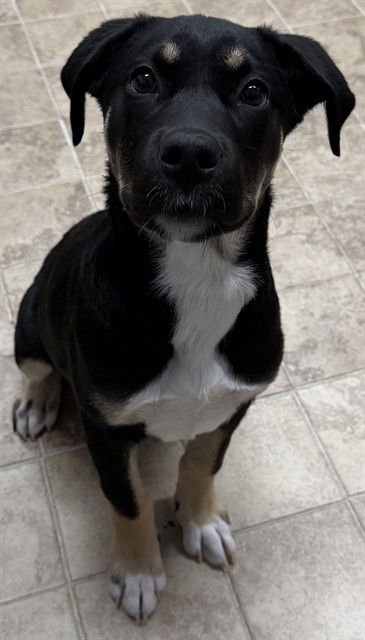 MACAROON - Labrador Retriever available for adoption