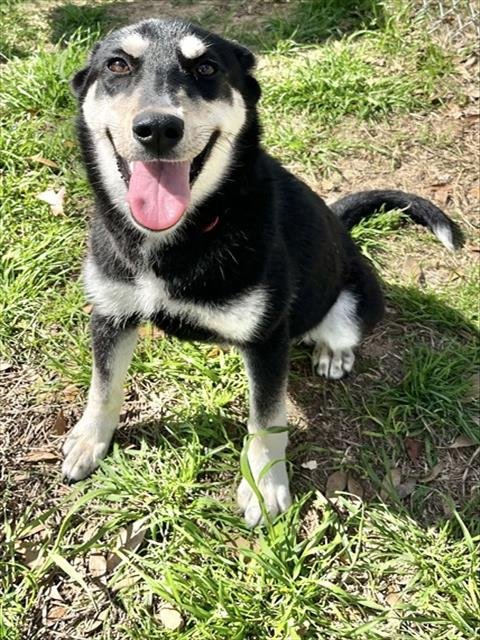 WANDA - Australian Kelpie available for adoption