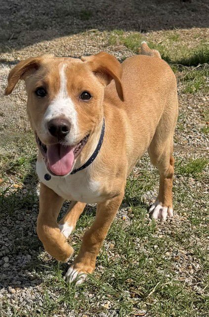 CHASE - Beagle / Labrador Retriever available for adoption