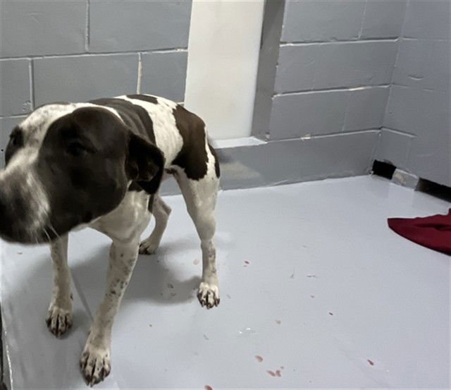 RUBY - Pit Bull Terrier available for adoption