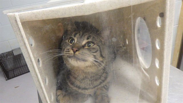 GORDO - Domestic Short Hair available for adoption