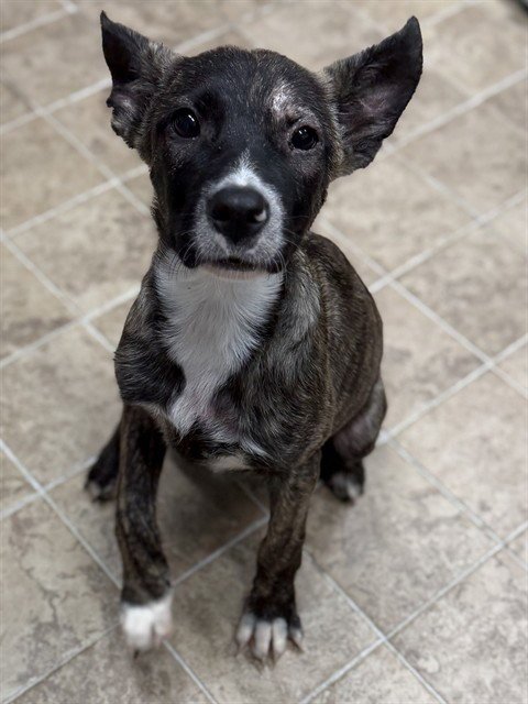 ALLISON - German Shepherd Dog / Pit Bull Terrier available for adoption
