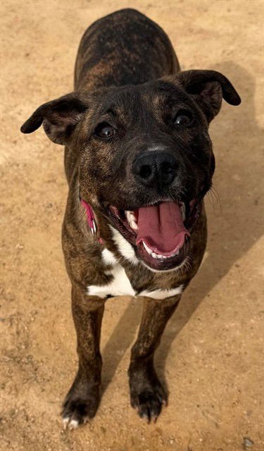 BONNIE - Pit Bull Terrier available for adoption