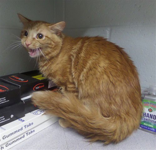 STEVE - Domestic Medium Hair available for adoption