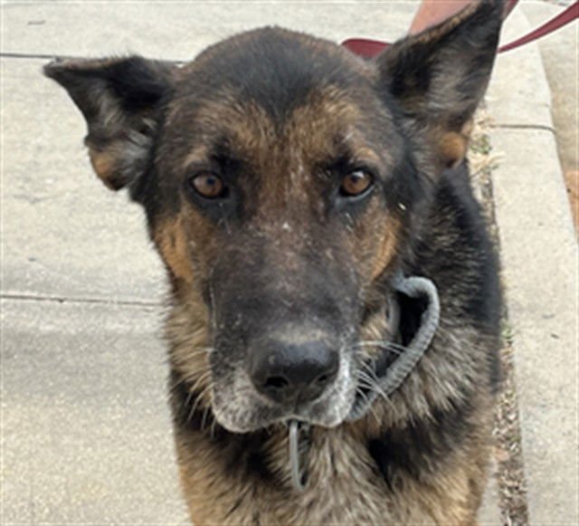 ROMI - German Shepherd Dog available for adoption