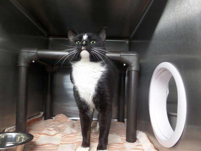 TONKA - Domestic Short Hair available for adoption