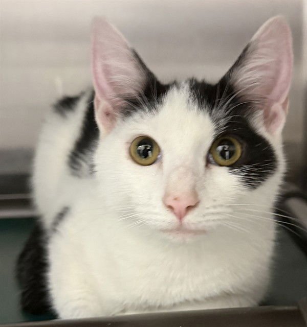 CLOVER - Domestic Short Hair available for adoption