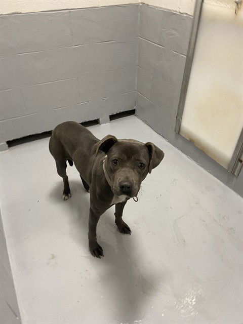 ELAINA - Pit Bull Terrier available for adoption