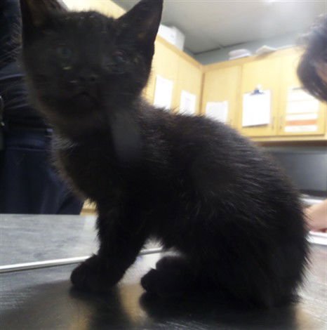 FLAPJACK - Domestic Short Hair available for adoption