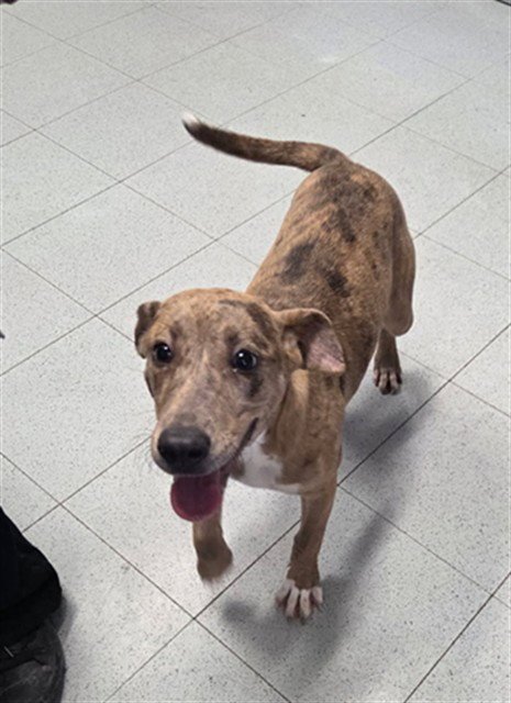 WEDNESDAY - Labrador Retriever available for adoption
