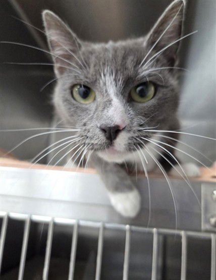 HORIZON - Domestic Short Hair available for adoption