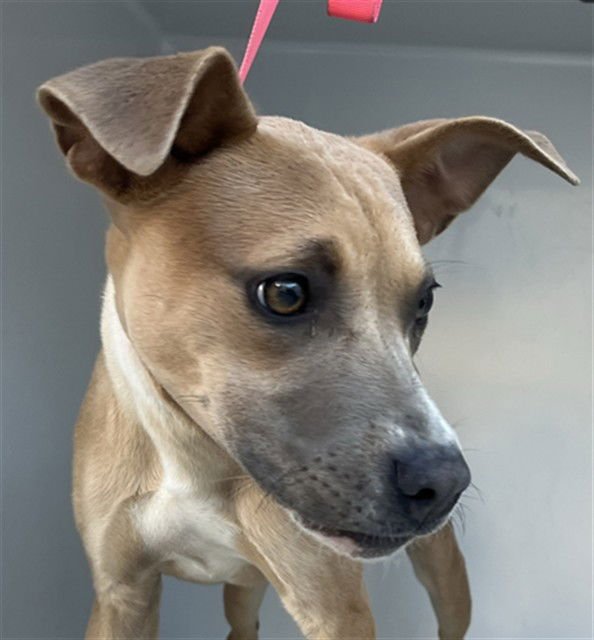 ARWEN - Pit Bull Terrier available for adoption