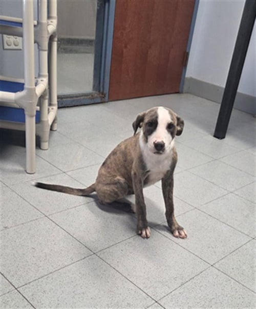 THACKERY - German Shepherd Dog / Pit Bull Terrier available for adoption
