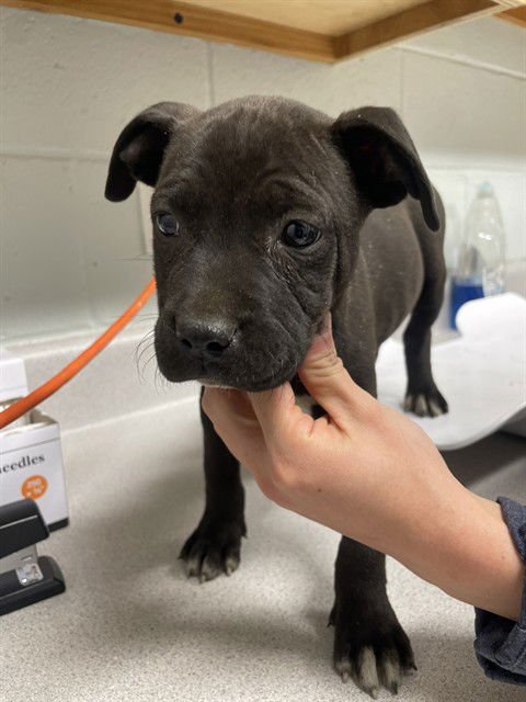 KESHA - Pit Bull Terrier available for adoption