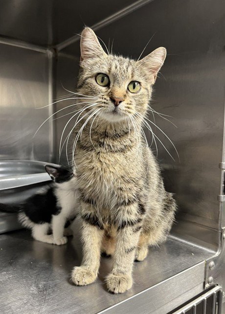 SUSSANNE - Domestic Short Hair for adoption in Augusta