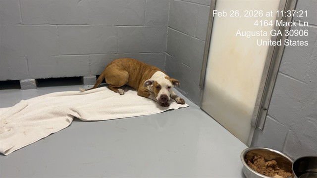 DENICE - Pit Bull Terrier available for adoption