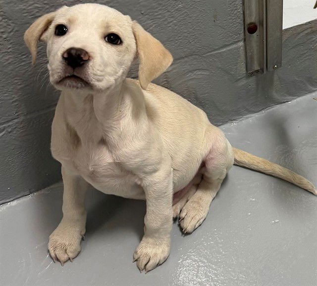 LUTHER - Labrador Retriever available for adoption