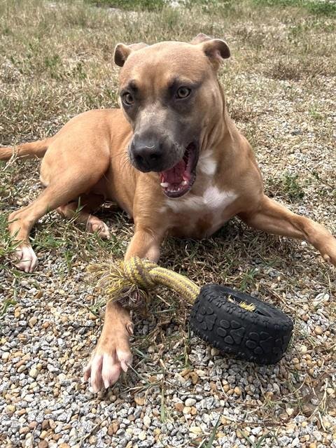 WENDY'S - Pit Bull Terrier for adoption in Augusta