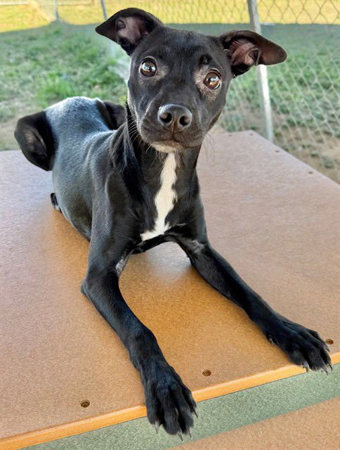 GABRIEL - Labrador Retriever available for adoption
