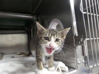 TUFFIE - Photo 1