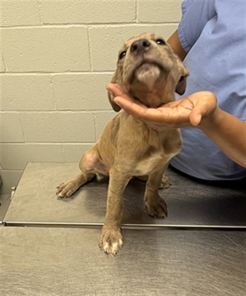 ROYCE - Pit Bull Terrier for adoption in Augusta
