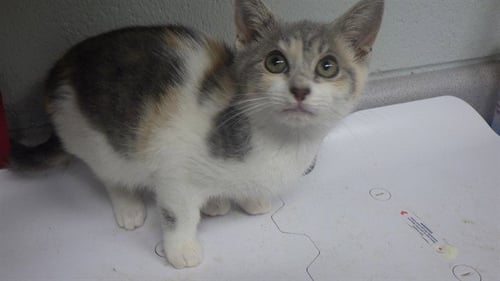 WRENCH - Domestic Short Hair available for adoption