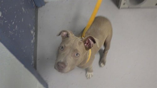 CLAUDENE - Pit Bull Terrier for adoption in Augusta