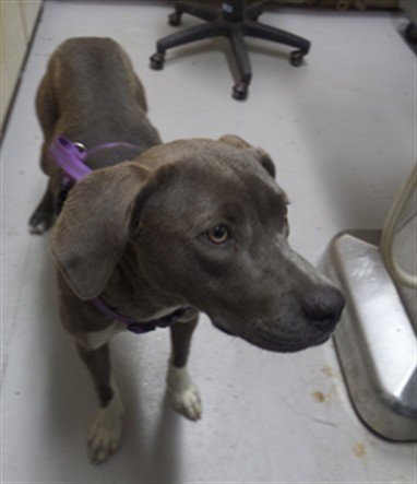 BRYAXIS - Pit Bull Terrier for adoption in Augusta