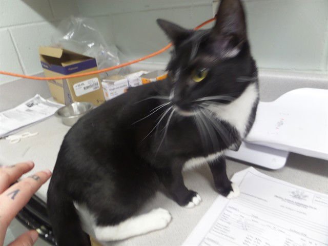 FIREFLY - Domestic Short Hair available for adoption