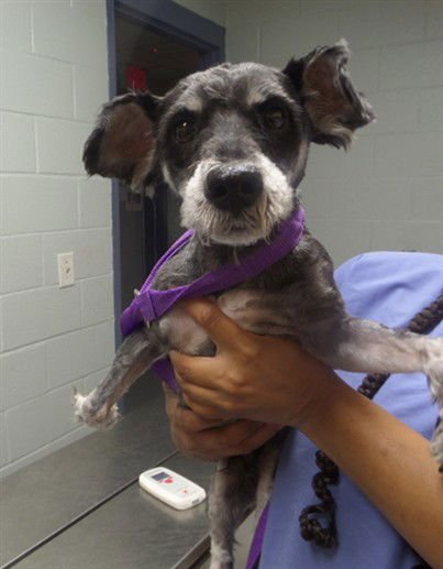 SCOTTIE - Miniature Schnauzer available for adoption