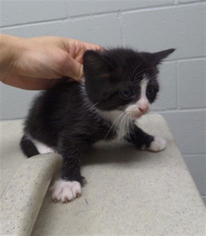 MAPLE SYRUP - Domestic Short Hair available for adoption